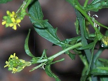 Sisymbrium officinale